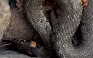 Скриншот видео