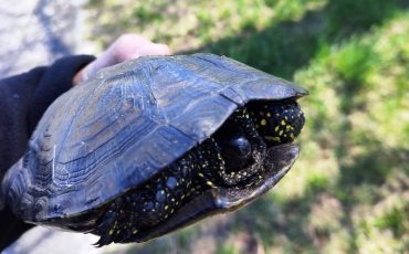 Фото Пинский телеграм