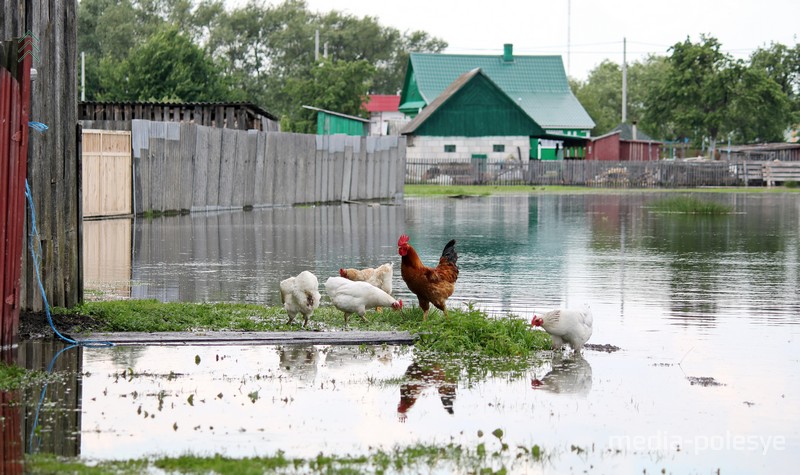 Разлив Горыни в 2019 году. Фото из архива МП.