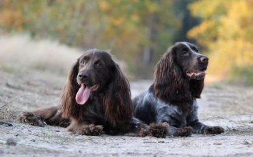 Спаниель Полесской линии. Фото Psy.pl