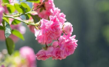 Чем опрыскать розы от вредителей и болезней / pixabay.com