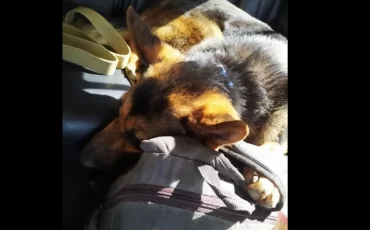 Мужчина отказался эвакуироваться без своего четвероногого друга / Facebook Yana Titarenko