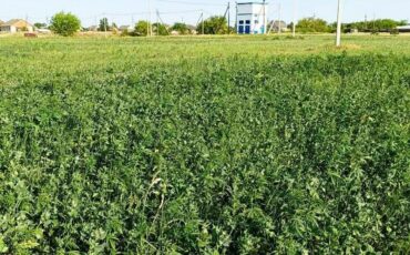 Фото Пинский телеграм