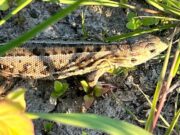 Фото из соцсетей