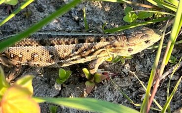 Фото из соцсетей