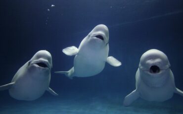 Белухи, фото иллюстрационное