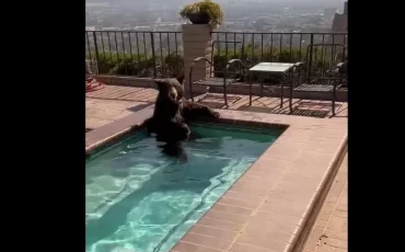 Медведю тоже жарко / скриншот