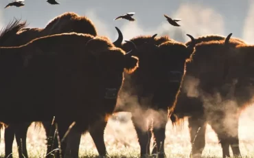 Выход из конвенции значит, что Беларусь не будет решать вопросы охраны дикой природы вместе с Европой / lcc-vsglobal.com