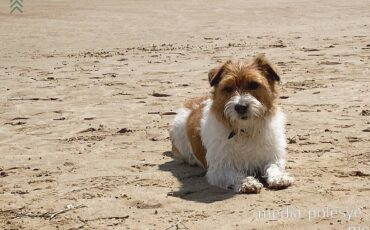 Рыжая собака