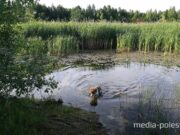 Природа, Пурховка