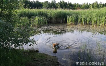 Природа, Пурховка