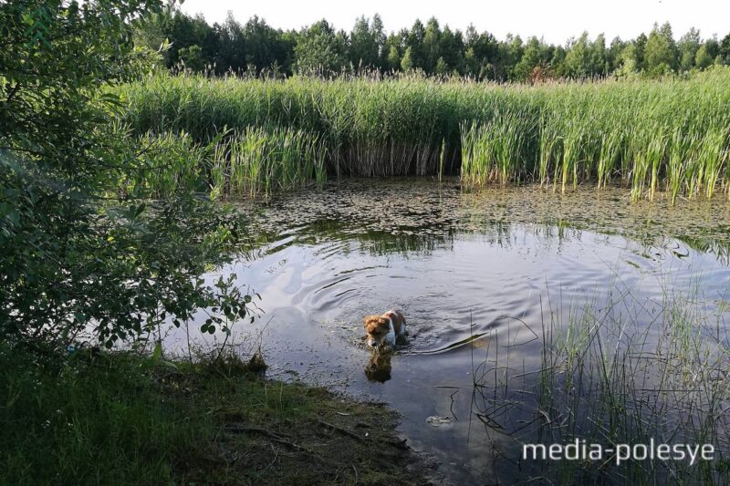 Природа, Пурховка