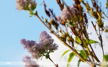 Фото: БЕЛТА