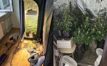 Плантация конопли, которую спасатели случайно нашли у соседа женщины, которой была необходима помощь. Фото: полиция Таллина, postimees.ee