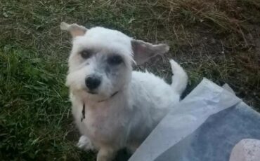 Собака, которую украла подозреваемая. Ноябрь 2023 года, Барановичи. Фото: МВД