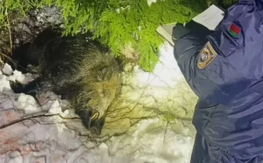 Фото: Следственный комитет