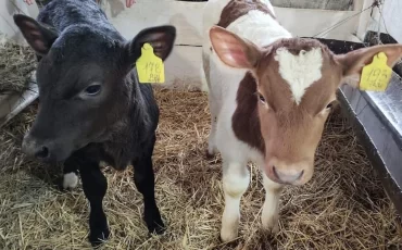 Фото используется в качестве иллюстрации