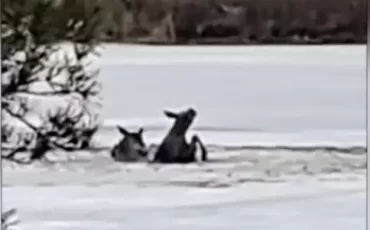 Скриншот видео