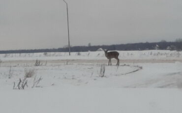 Фото: vitbichi.by