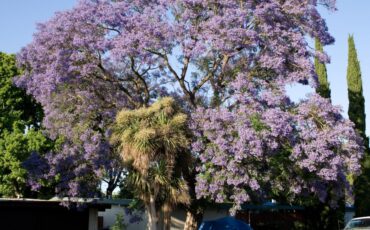 цветение жакаранды