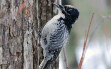 Трёхпалый дятел. Фото: Википедия
