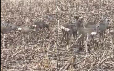 Скриншот из видео