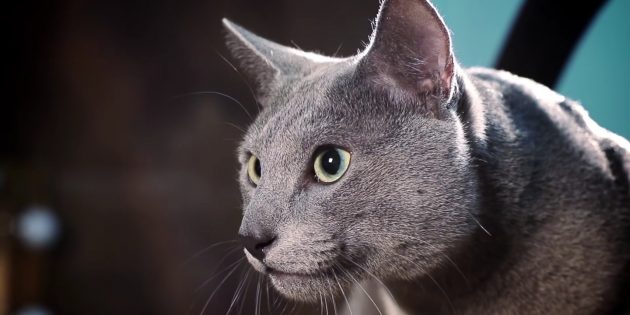 Русская голубая кошка Гипоаллергенные кошки: русская голубая кошка