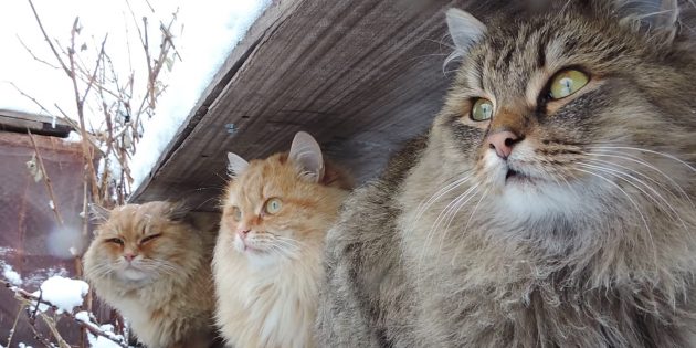 Сибирская кошка Гипоаллергенные кошки: сибирская