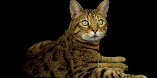 Бенгальская кошка Гипоаллергенные кошки: бенгальская