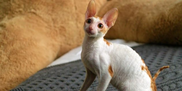Корниш-рекс Гипоаллергенные кошки: корниш-рекс