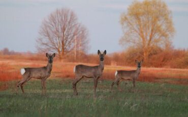 Фото Сергея Козака, используется в качестве иллюстрации