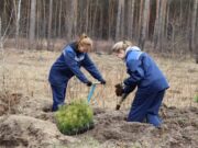 Фото: Пинский лесхоз
