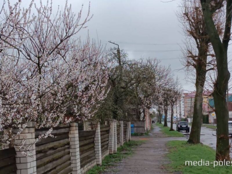 Заморозок ударил по цветущим деревьям