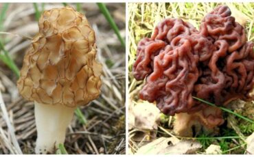 Сморчок съедобный (слева), строчок обыкновенный (справа). Коллаж «Зеркала»