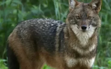 Шакал / t.me/zapovidnyk/