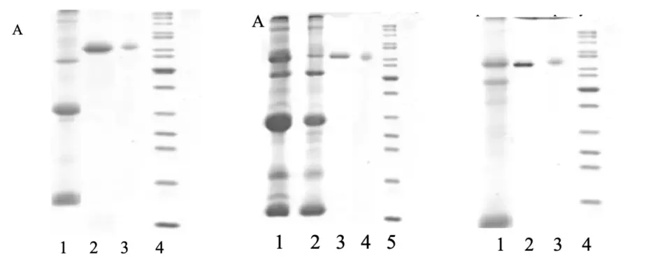 Дорожки 3, 4 и 3 соответственно, полученные при электрофорезе белков, с научной точки зрения являются идентичными.