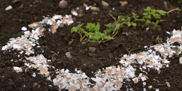 Яичная скорлупа в качестве преграды Как использовать яичную скорлупу в огороде для борьбы со слизнями