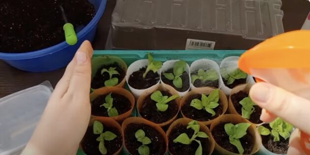 Опрыскивайте растения Как размножить петунию черенками: опрыскивайте растения