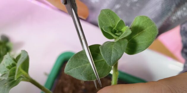 Обрежьте листочки Как размножить петунию черенками: обрежьте листочки