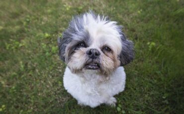 Собака породы ши-тцу. Изображение носит иллюстративный характер. Фото: pixabay.coM