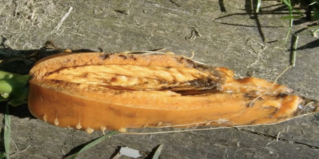 Морковь, поражённая личинками морковной мухи
