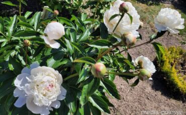 Фото использовано в качестве иллюстрации media-polesye.com