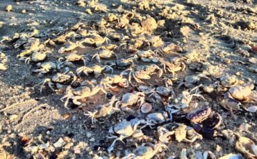 Фото Facebook / Ivan Rusev