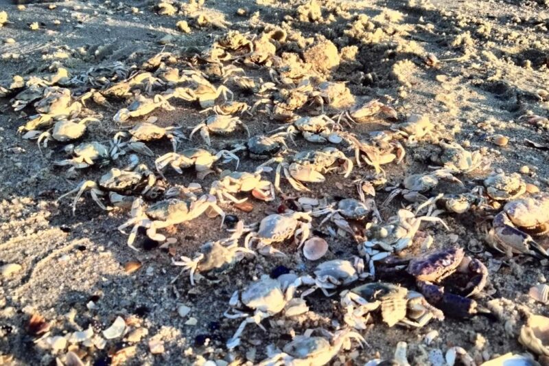 Фото Facebook / Ivan Rusev