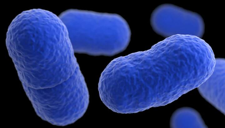 Листерии под микроскопом. Фото: CDC Листерии под микроскопом. Фото: CDC