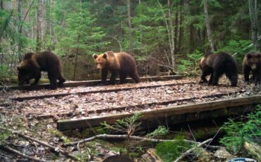Кадр фотоловушки - по-настоящему редкая удача