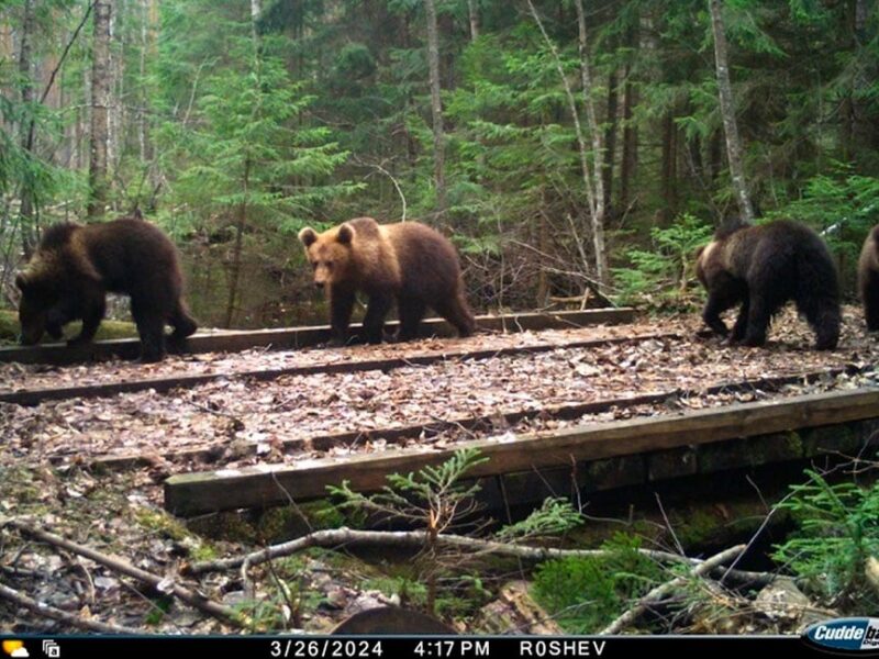 Кадр фотоловушки - по-настоящему редкая удача