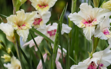 Гладиолусы