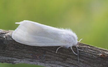 американская белая бабочка