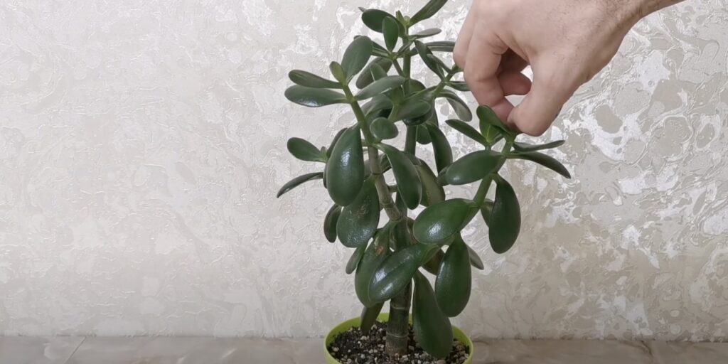 Прищипывайте макушки Как формировать денежное дерево: прищипывайте макушки